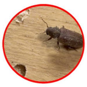 Wood Borer Control